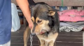 Rescue team saves dog trapped with metal chain hook in mouth