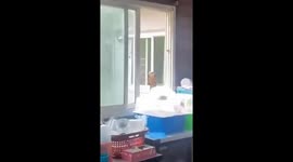 What's cooking? Huge king cobra appears at kitchen window