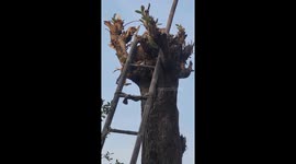 Father and son rescue neighbour's trapped cat from tree