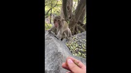Kindhearted local feeds disabled monkey with fruits in China