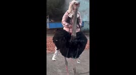 Ostrich takes tourist on a wild ride along road in China