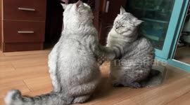 Pair of pet cats play fight with their paws