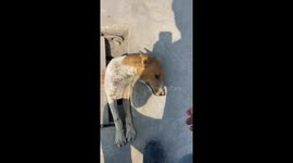 Hapless stray dog stuck in sewer cover rescued by kind passerby
