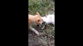 Mother's Love: Cat Surrenders Catch to Kitten