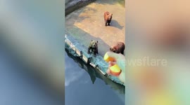 Clever bears put on unexpected show for visitors in exchange for food