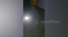 Moment a hungry otter ransacked a family's kitchen