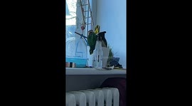 Parrots Make a Mess With Potting Soil