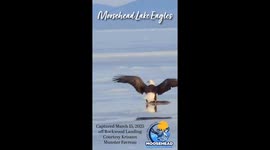 Eagles Flying over Moosehead Lake in Maine from the Boat Landing in Rockwood