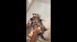 Opossum Bathtime