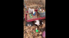 Cat Mechanic Works on Wagon