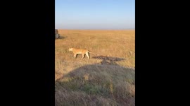 Lion cubs spotted playfully biting tails in Narok, Kenya