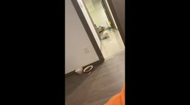 Dog walks on two legs in Jiangsu, China