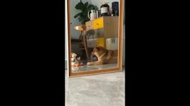 Dog reacts to talking toy in Guangdong, China