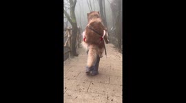 Hiker carries 110-pound Alaskan Malamute down mountain in China