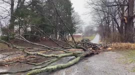 US: Powerful Thunderstorms Knock Down Trees in Western New York