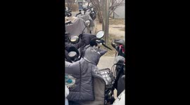 Pair of magpies tear cotton from cover of electric scooter