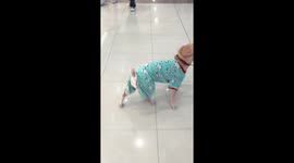 Pet aspin dog rolls over on floor while exploring mall