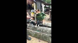 Pet dog sits perfectly still while receiving a hair cut