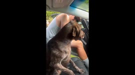 Hilarious moment spoiled dog refuses to move from car passenger seat for owner