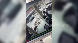 Rampaging wild boar smashes glass door, wreaks havoc