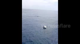 Baby dolphin trapped in ropes, mother stays by its side and seeks help from anglers in China