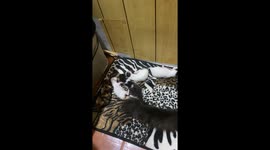Mother cat breastfeeds adult moggies instead of kittens