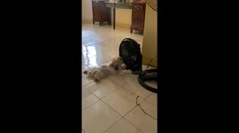 Pet dog cools off in front of fan on hot day