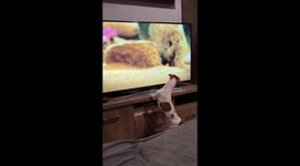 Dog watches Minuscule cartoon and tries to catch a spider