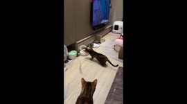 Frustrated cat taps feeder over food restriction in Taichung, Taiwan