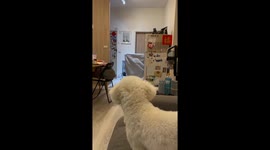Dog looks confused after person pretends to disappear with a cloth