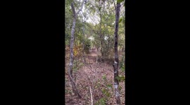 Man crashes into tree during horse race in Altos, Brazil