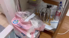 Cat surprises owner while playing inside toilet roll pack in Seoul, South Korea