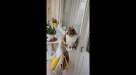 Cat mimics seagull sound in Istanbul, Turkey