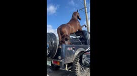 Stuffed pet dog and horse leaves passing drivers baffled