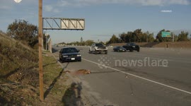 US, Los Angeles: Simi Valley Mountain Lion Struck And Killed on 118 Freeway
