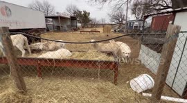 Livestock Guardian Dogs Get Rewarded for Their Hard Work