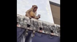 Monkey Steals Samsung S25 Ultra in Vrindavan, Returns It For Mango Drink