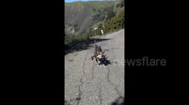 Dog Emerges From Bush With Buck Head