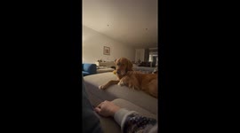 Dog Unenthusiastically Shakes Hand