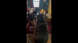 Cat Slaps Line of Boxer Dogs