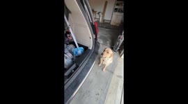 Labrador Retriever Trained To Carry Groceries For Owner
