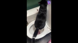 Cat Urinates In Toilet