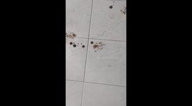 Muddy Golden Retriever Puppy Makes Mess In Home