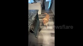 Labrador Retriever Impatiently Waits For Snack