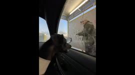 Italian Greyhound Barks At Car Cleaning Hose