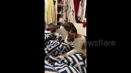 Two Cats Suck and Knead On Blanket