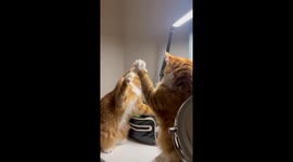 Orange Cats Bat At Each Other In Playful Scrap