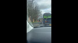 Man Casually Walks Pack Of Golden Retrievers