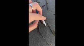 There Was An Attempt