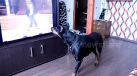 Dancing Doggo